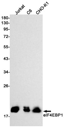 Anti-4E BP1 Rabbit Monoclonal Antibody [KO]