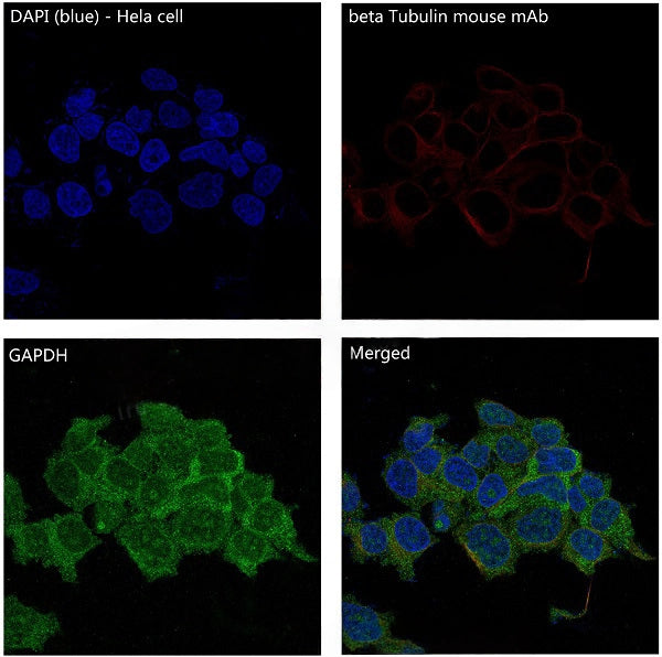 GAPDH Rabbit Monoclonal Antibody