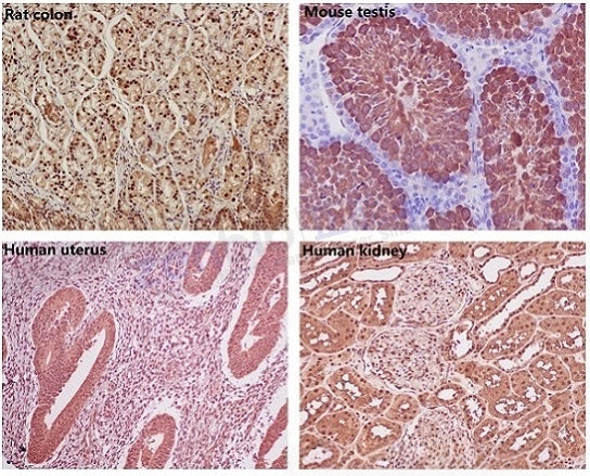GAPDH Rabbit Monoclonal Antibody