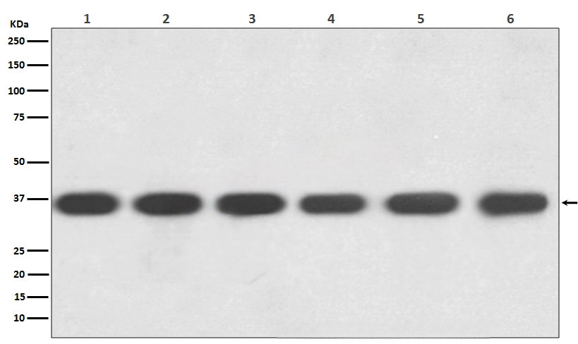 GAPDH Rabbit Monoclonal Antibody