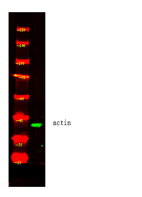 Anti-Actin beta Antibody(Yeast)