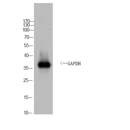 Anti-GAPDH Antibody(Yeast)