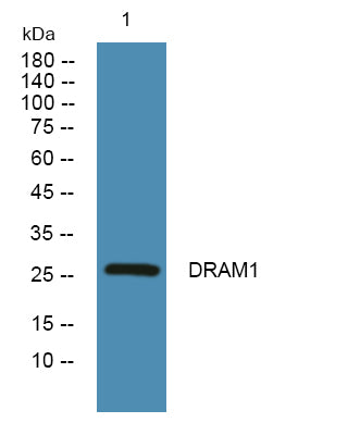 Anti-DRAM1 Antibody