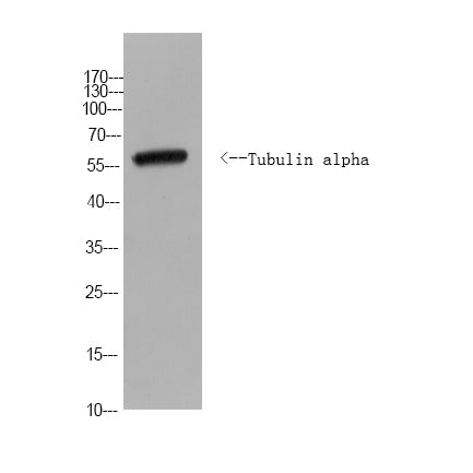 Anti-Tubulin alpha Antibody(Yeast)