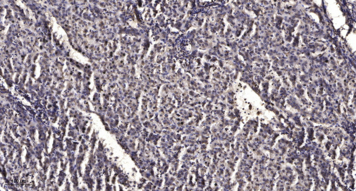 Anti-beta-Tubulin Antibody (5G3), AbFluor 350 Conjugated
