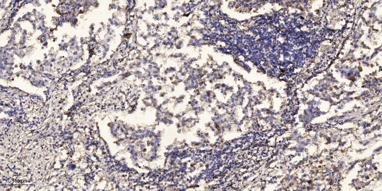 Anti-beta-Tubulin Antibody (5G3), AbFluor 405 Conjugated