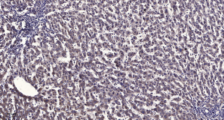 Anti-beta-Tubulin Antibody (5G3), AbFluor 488 Conjugated