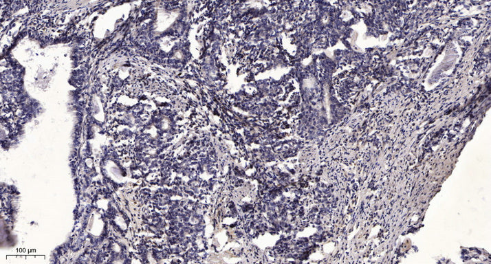Anti-beta-Tubulin Antibody (5G3), AbFluor 555 Conjugated