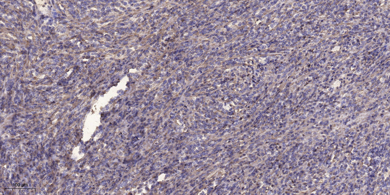 Anti-beta-Tubulin Antibody (5G3), AbFluor 594 Conjugated