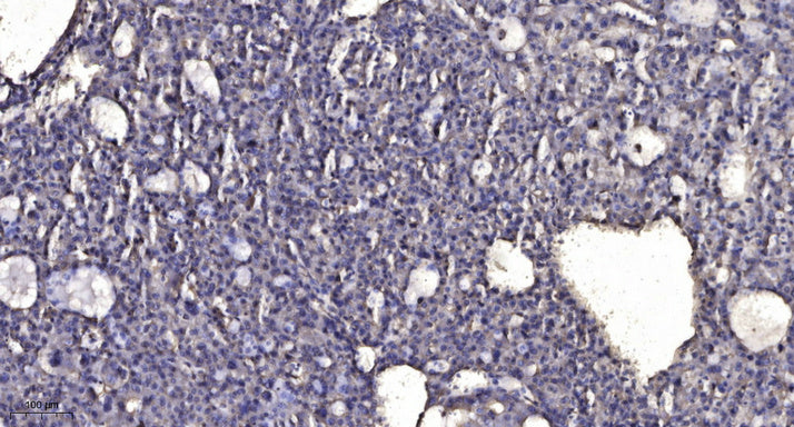 Anti-beta-Tubulin Antibody (5G3), AbFluor 680 Conjugated