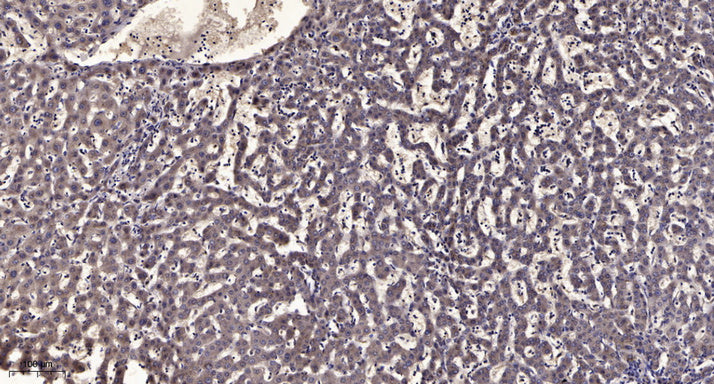 Anti-beta-Tubulin Antibody (5G3), FITC Conjugated