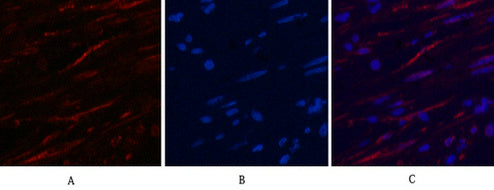 Anti-beta-Tubulin Antibody (5G3)