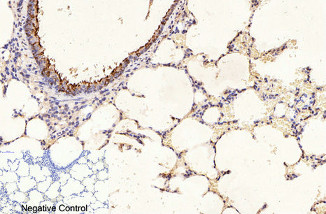 Anti-beta-Tubulin Antibody (5G3)