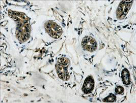 Anti-beta-Tubulin Antibody (5G3)