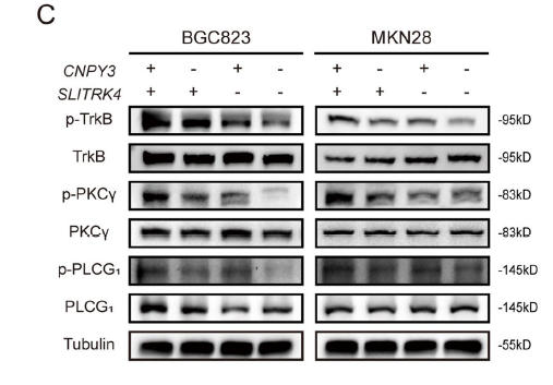 Anti-beta-Tubulin Antibody (5G3)