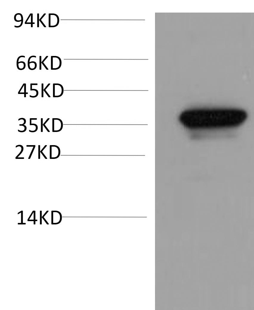 Anti-Yeast GAPDH Antibody (Mix-mA)