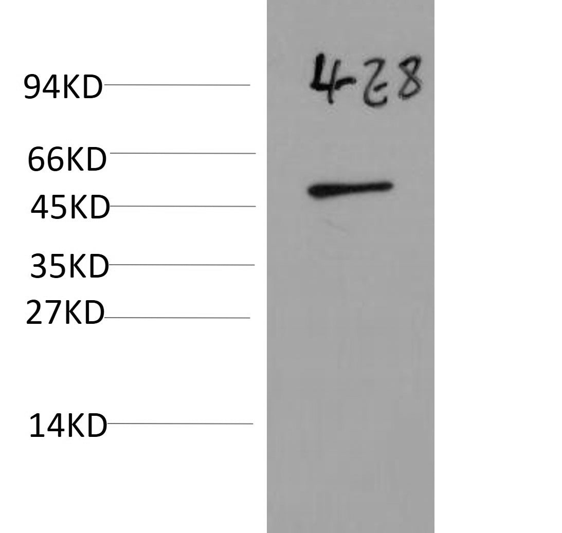 Anti-Yeast alpha-tubulin Antibody (4E8)