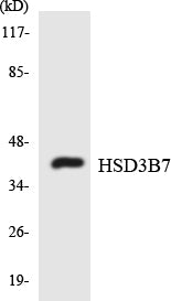 Anti-HSD3B7 Antibody