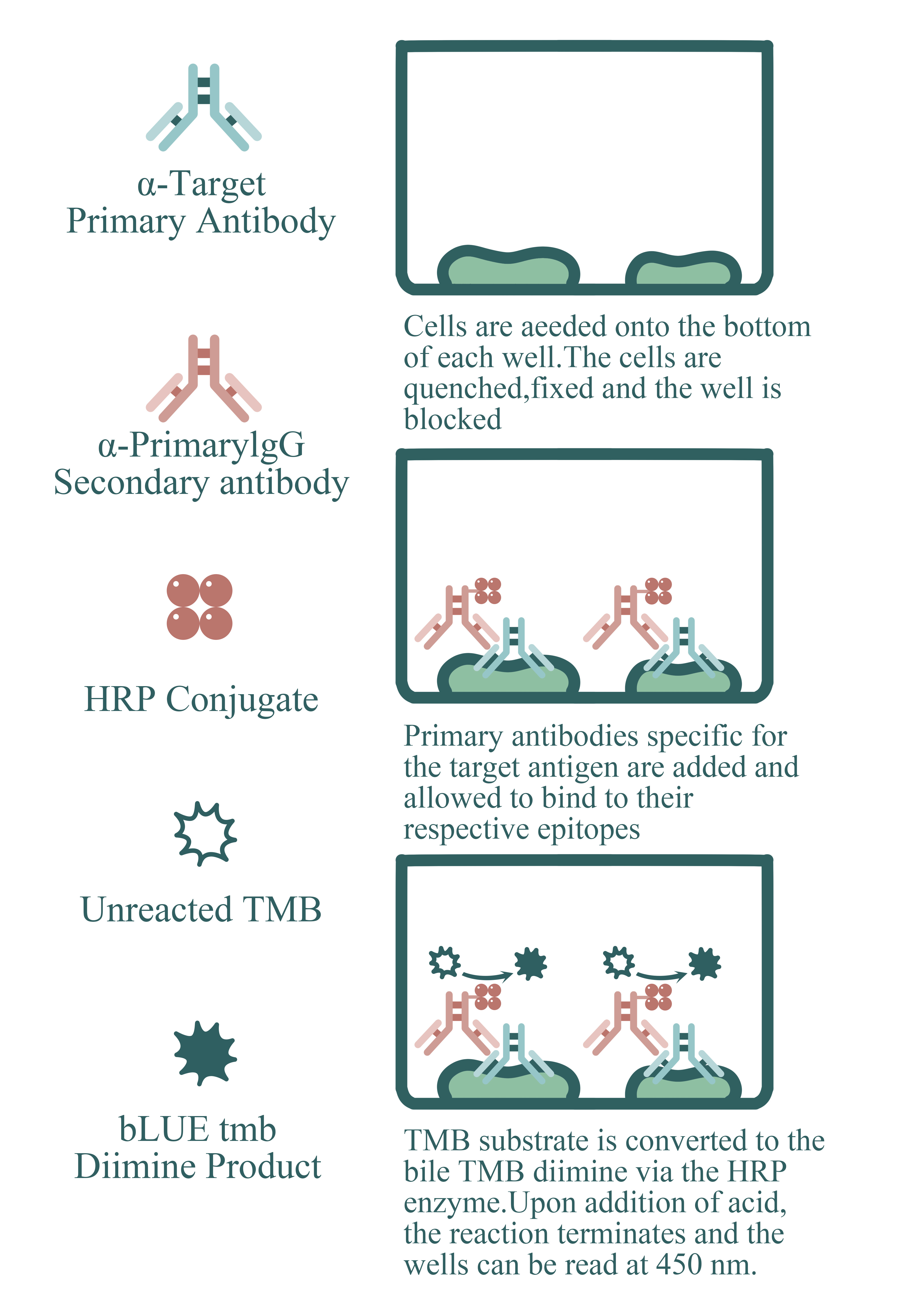 14-3-3 beta/zeta Cell-Based ELISA Kit