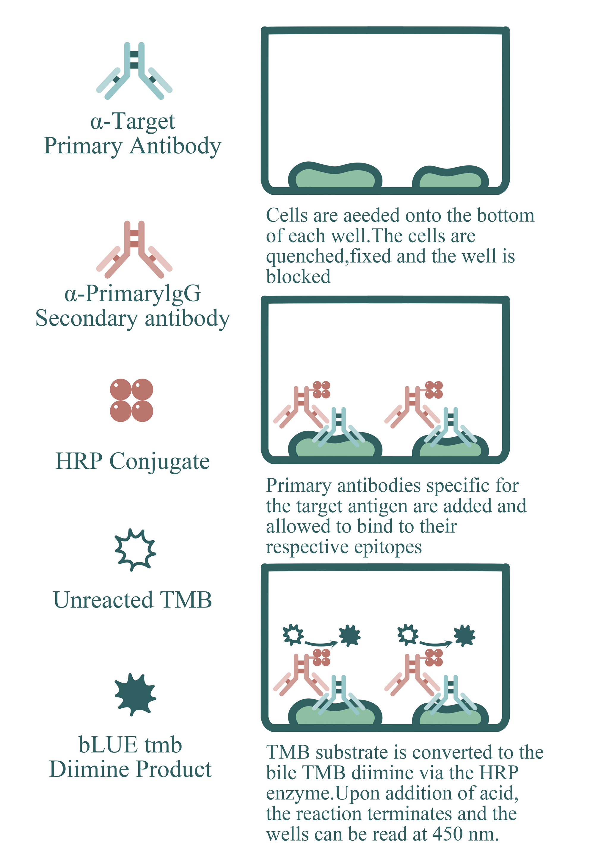 14-3-3 beta/zeta Cell-Based ELISA Kit