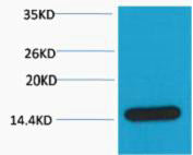 Histone H3 (Acetyl-Lys23) Colorimetric Cell-Based ELISA Kit