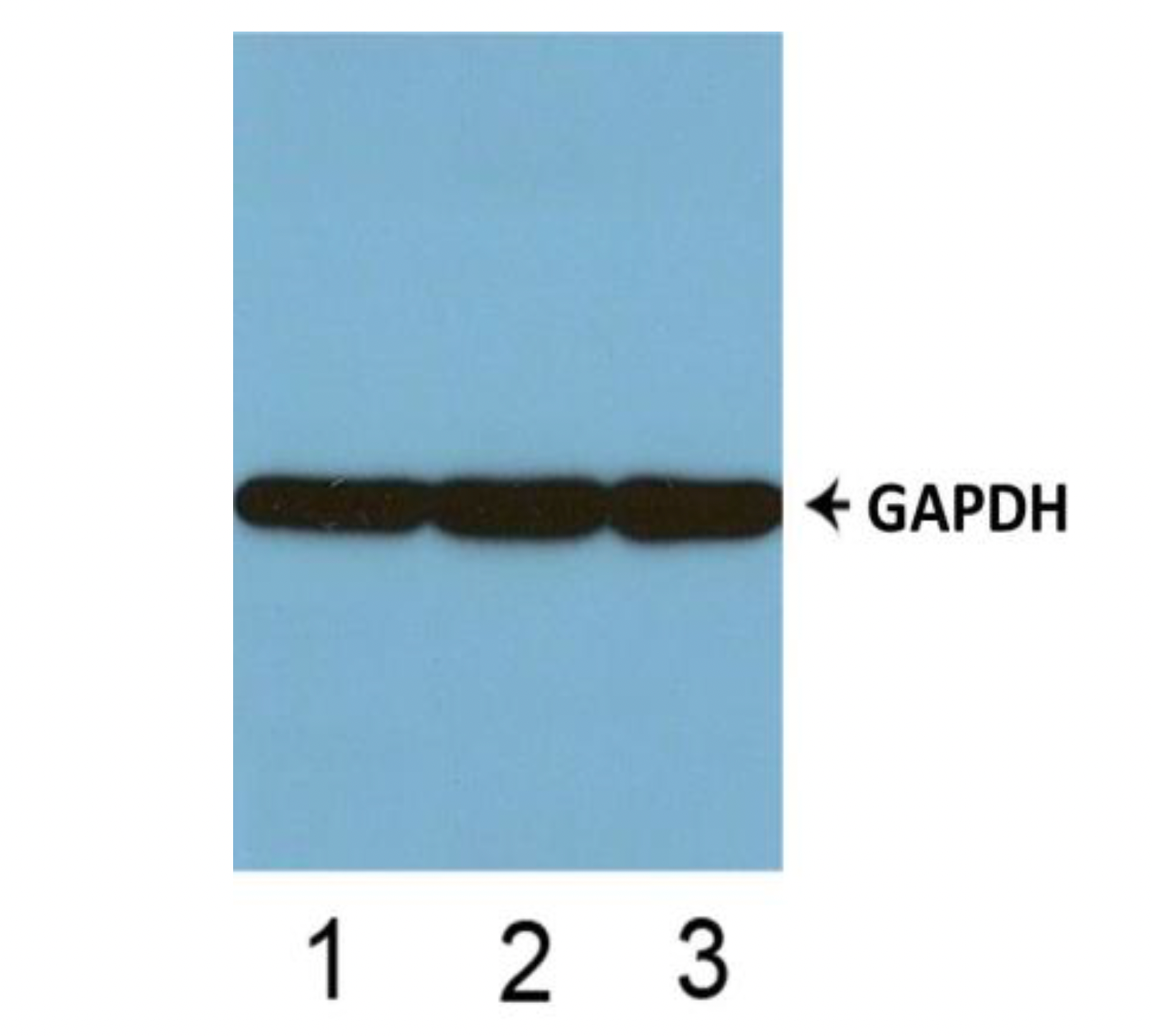 Histone H3 (Acetyl-Lys23) Colorimetric Cell-Based ELISA Kit