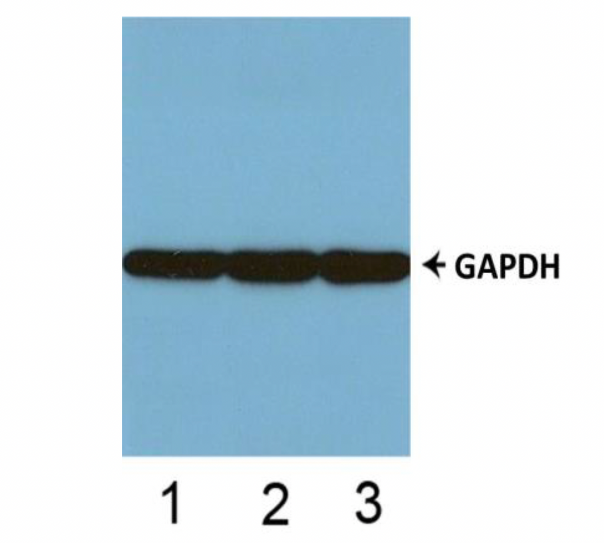 Histone H3 (Acetyl-Lys23) Colorimetric Cell-Based ELISA Kit