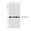 beta Actin (8F10) Mouse Monoclonal Antibody (HRP)