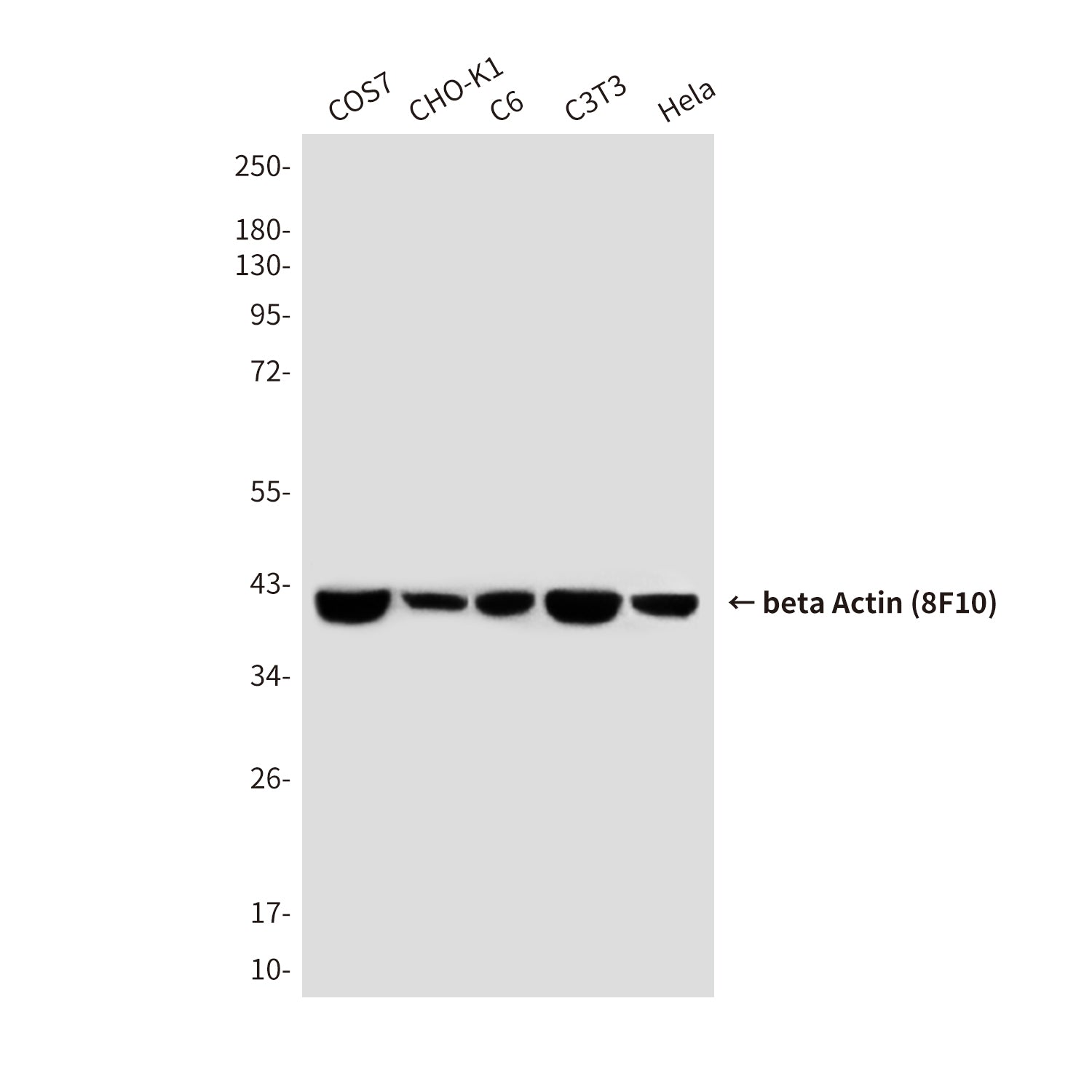 beta Actin (8F10) Mouse Monoclonal Antibody (HRP)