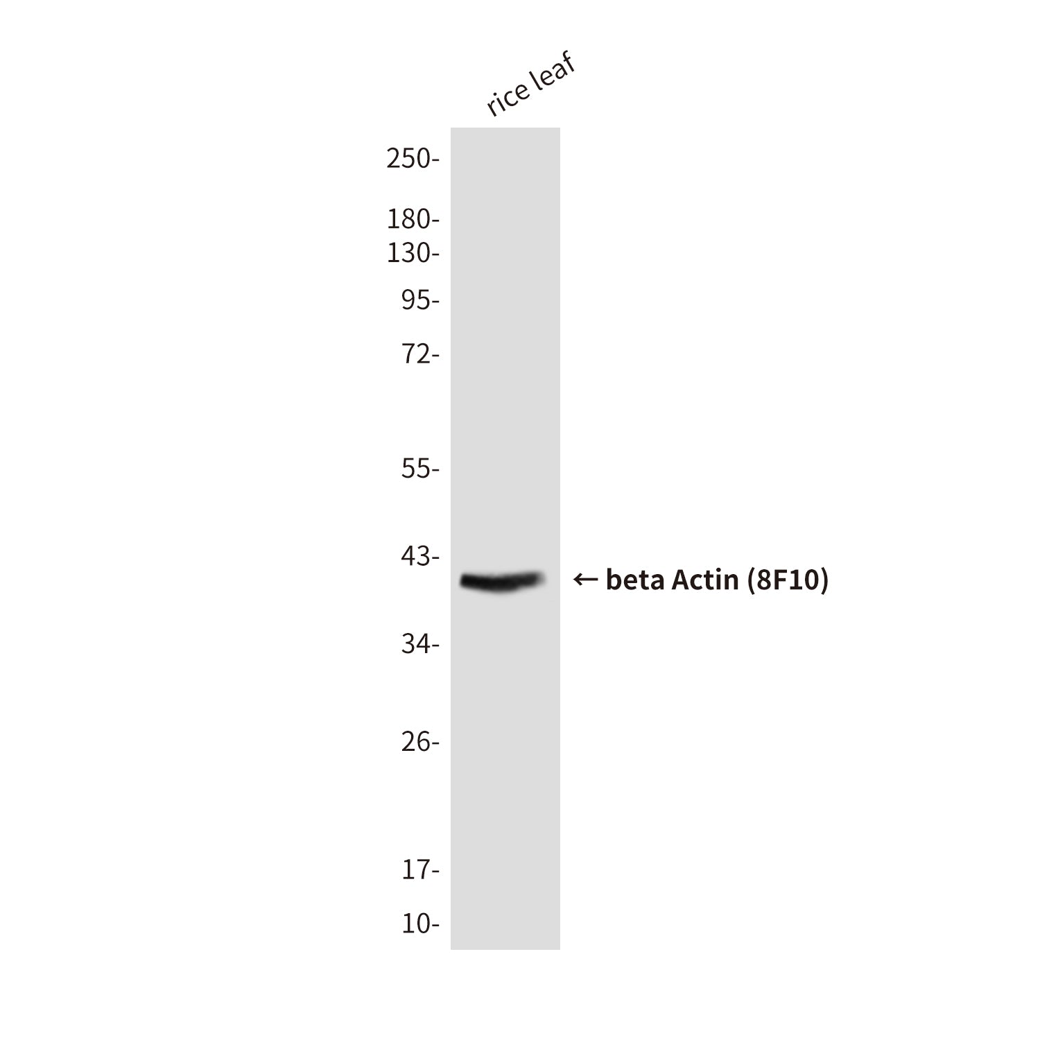 beta Actin (8F10) Mouse Monoclonal Antibody (HRP)