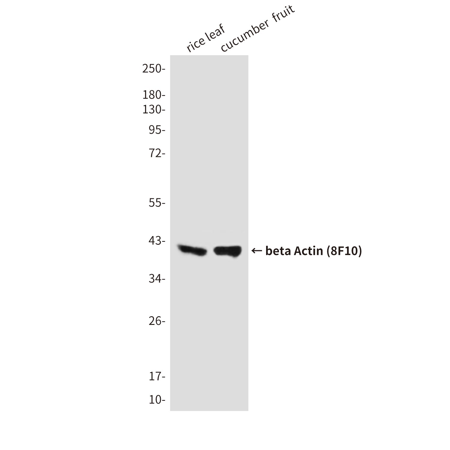 beta Actin (8F10) Mouse Monoclonal Antibody (HRP)