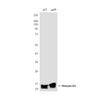 Histone H3 Rabbit Polyclonal Antibody (HRP)