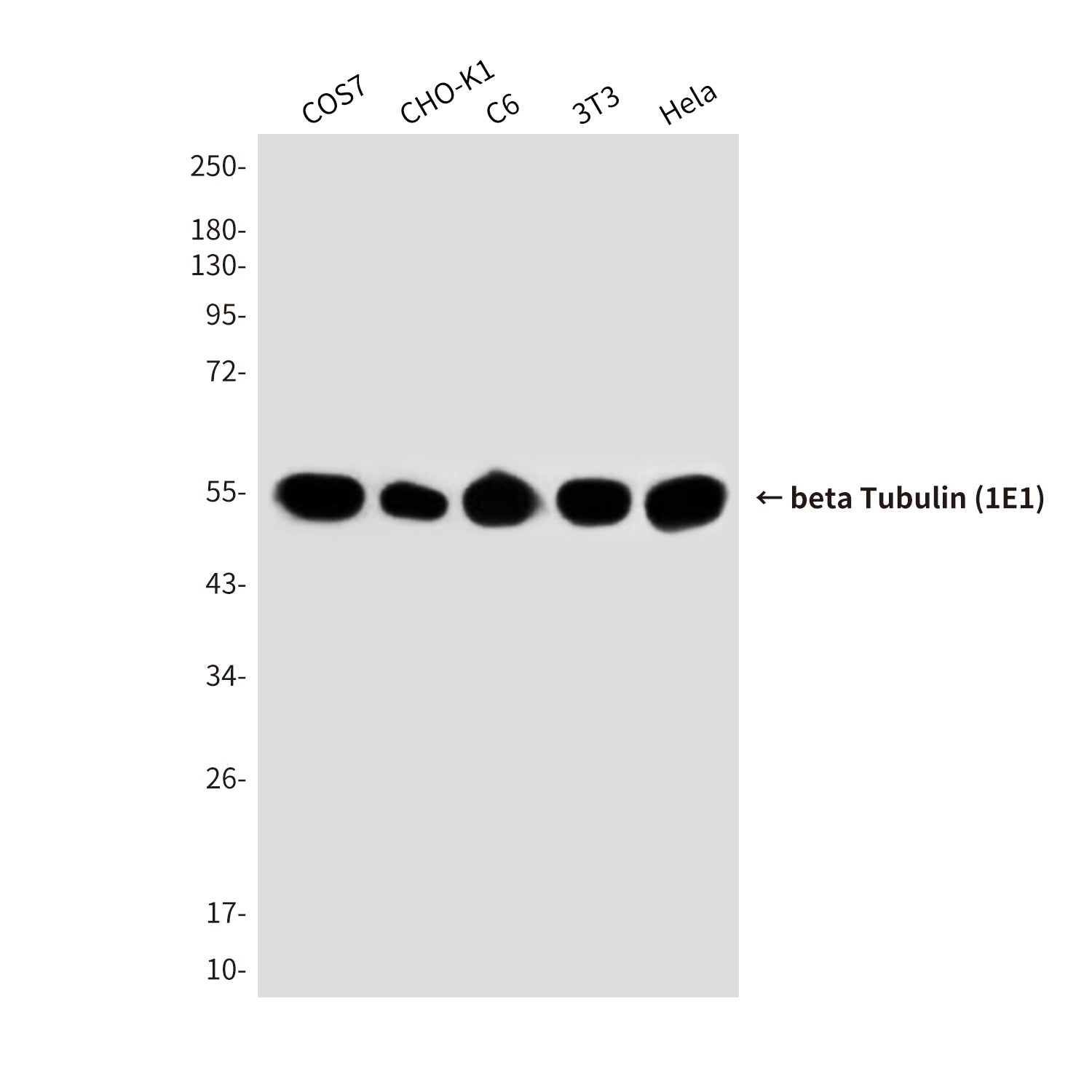 beta Tubulin (1E1) Mouse Monoclonal Antibody (HRP)