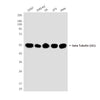 beta Tubulin (1E1) Mouse Monoclonal Antibody (HRP)