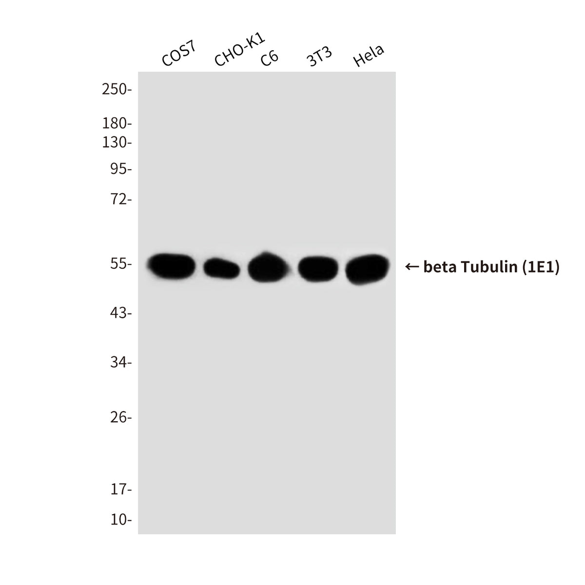 beta Tubulin (1E1) Mouse Monoclonal Antibody (HRP)