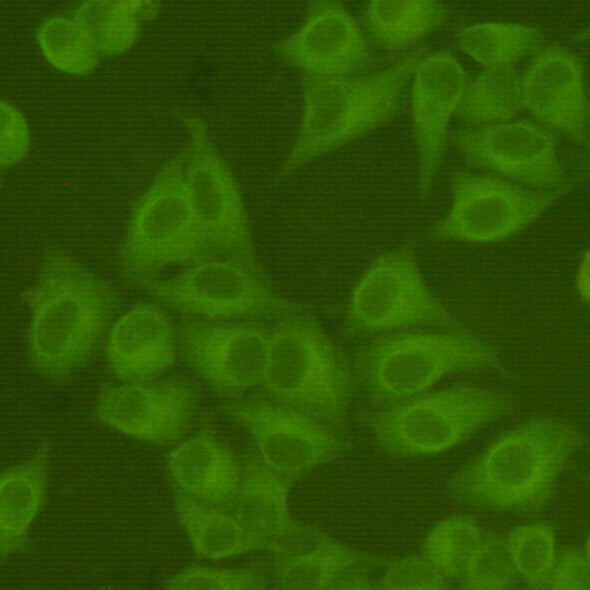 beta Tubulin Mouse Monoclonal Antibody (FITC)