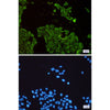 beta Tubulin Rabbit Monoclonal Antibody