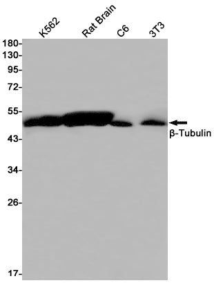 beta Tubulin Rabbit Monoclonal Antibody