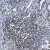 Lamin B1 Rabbit Monoclonal Antibody
