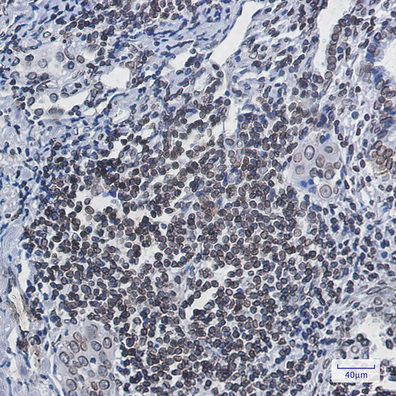 Lamin B1 Rabbit Monoclonal Antibody