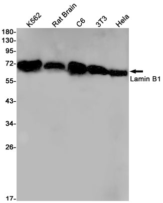 Lamin B1 Rabbit Monoclonal Antibody