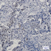 Lamin B1 Rabbit Monoclonal Antibody