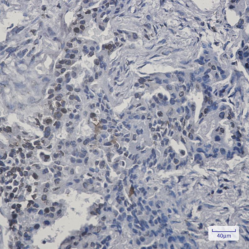 Lamin B1 Rabbit Monoclonal Antibody