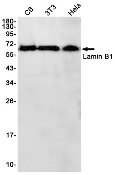 Lamin B1 Rabbit Monoclonal Antibody