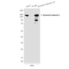 Dynactin Subunit 1 (3D5) Mouse Monoclonal Antibody