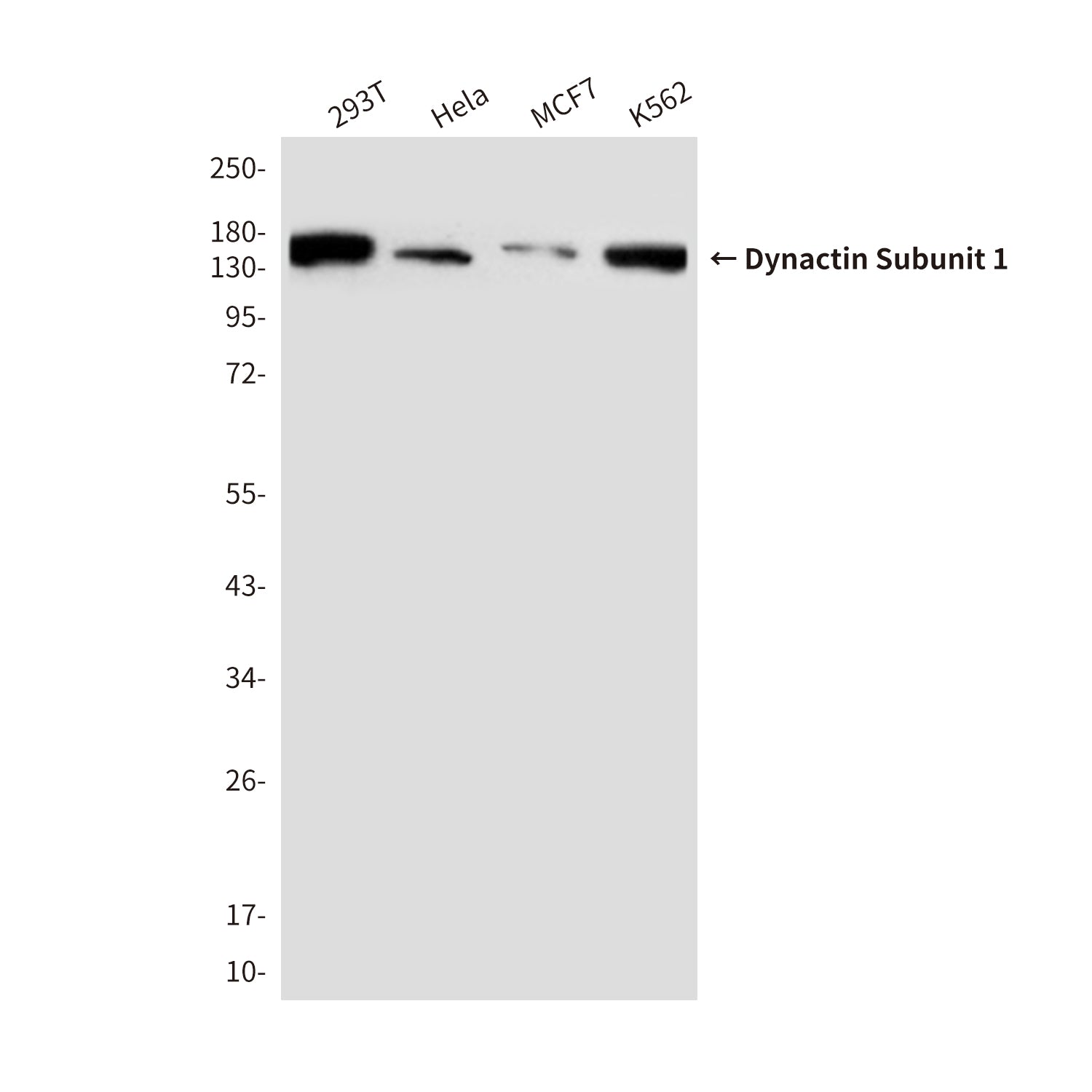 Dynactin Subunit 1 (3D5) Mouse Monoclonal Antibody