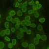 Lamin B1 (5G8) Mouse Monoclonal Antibody