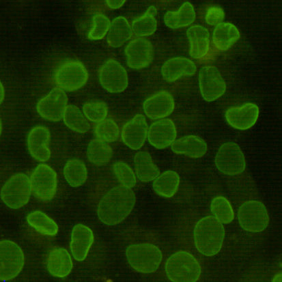 Lamin B1 (5G8) Mouse Monoclonal Antibody