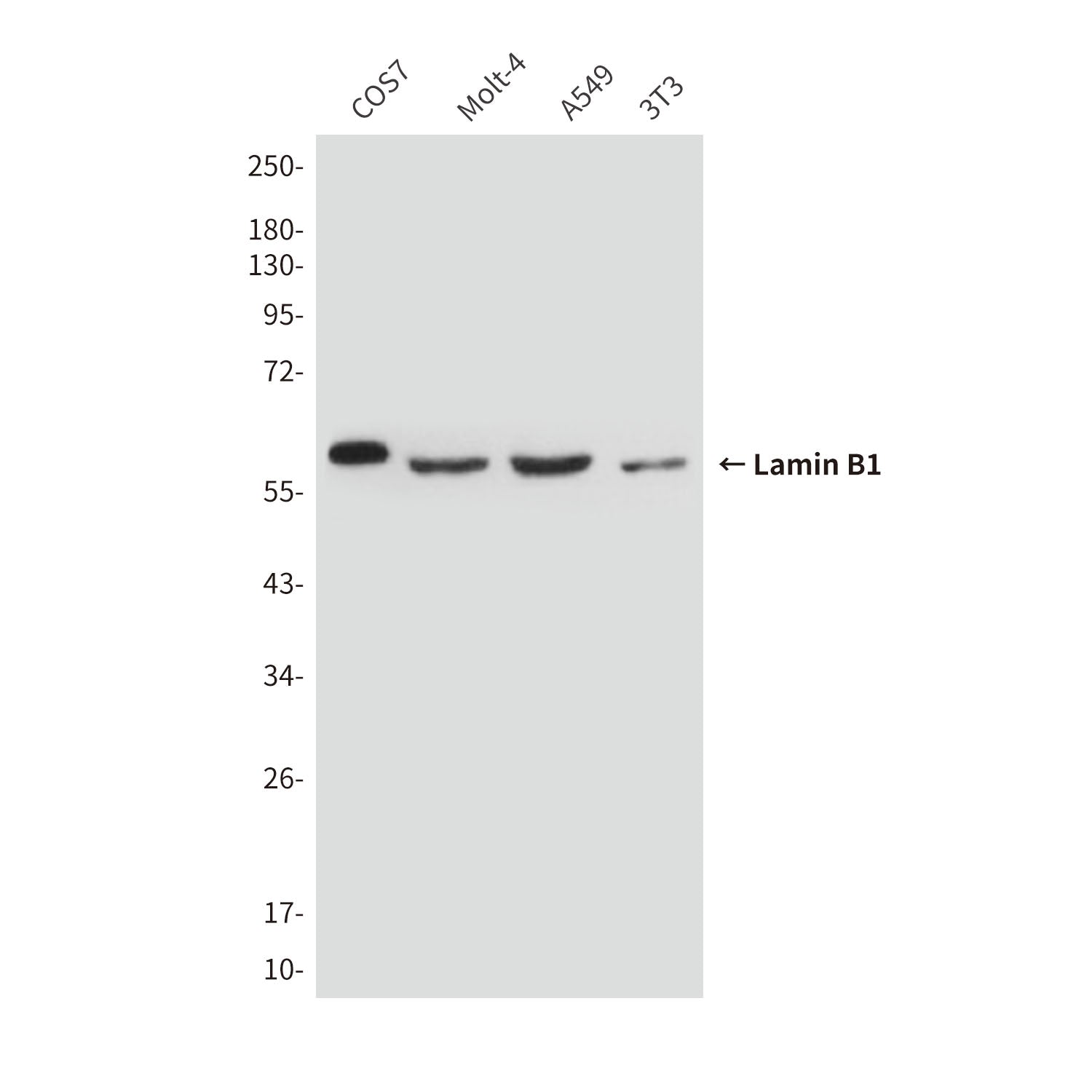 Lamin B1 (5G8) Mouse Monoclonal Antibody