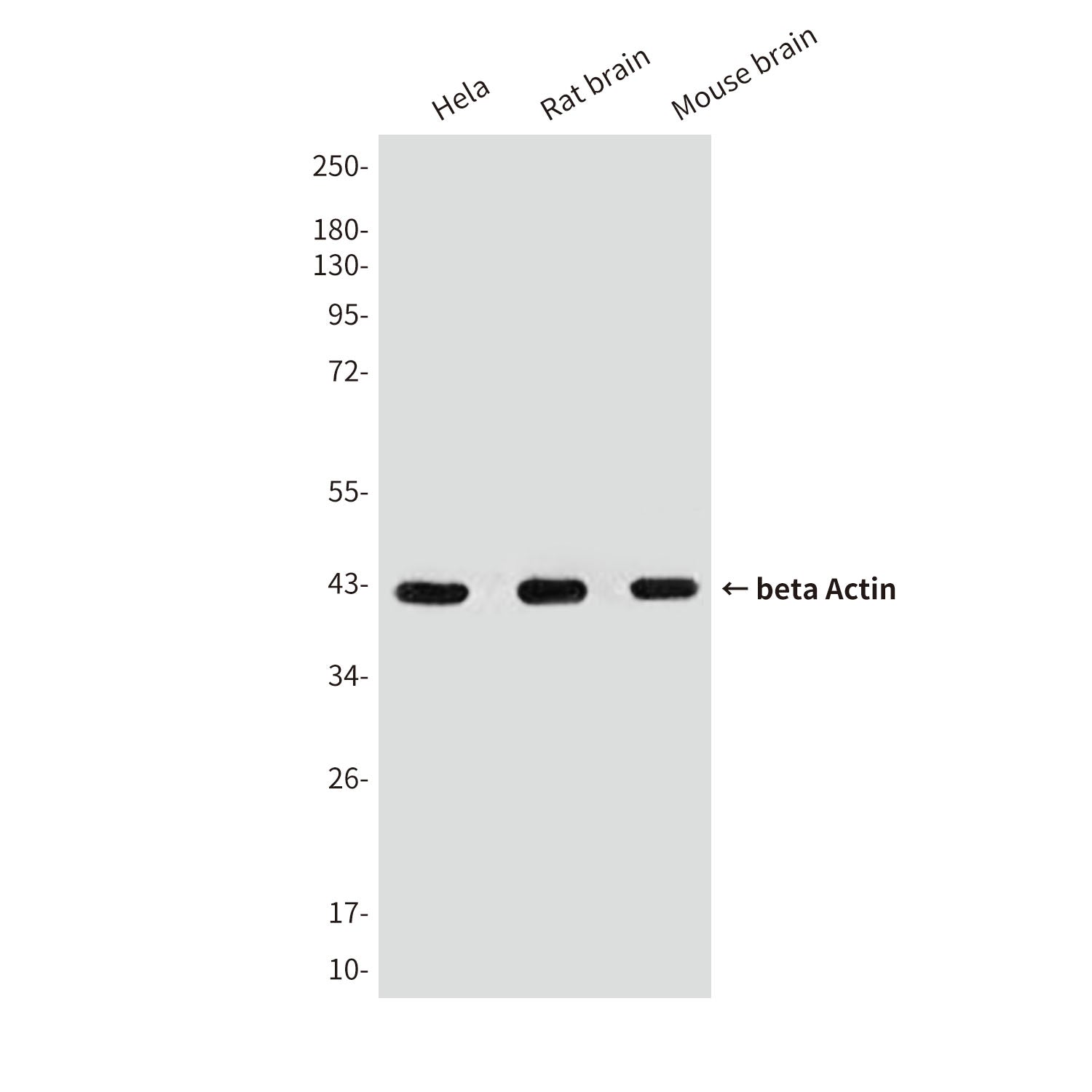 beta Actin (10F16H7) Mouse Monoclonal Antibody
